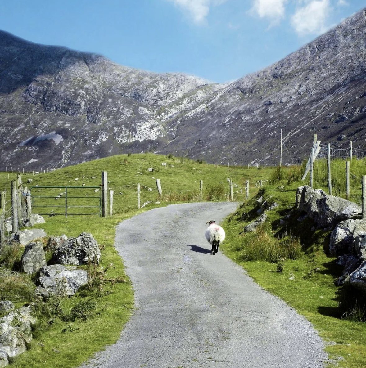 Ewe take the high road… Connemara, Co. Galway 🐑⛰️🌤️ #LoveGalway #KeepDiscovering 📸ig/peterdeclanguy