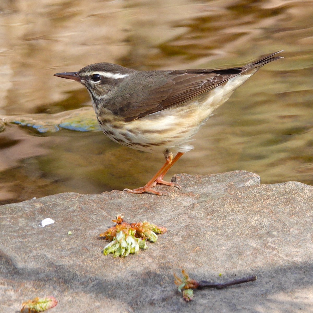 Louisiana Waterthrush doing it’s thing! #louisianawaterthrush  #warbler #warblers #birding #birdphotography #songbirds #springmigration #picoftheday #birdcp #birdcpp #birds #birdphotos #birdpics #bird