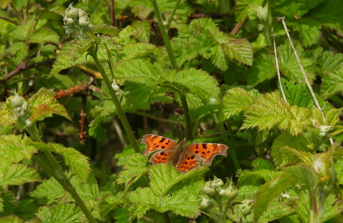 A Comma in the Blackberries. Always lifts the spirits when you notice the Blackberry flowers are about to open - no going back to winter then, - Surely???
