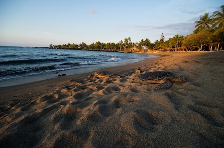 Please amplify: We are organizing a session entitled 'Earth Friendly Computation: Applying Indigenous Data Lifecycles in Medical and Sovereign AI' on Big Data, Indigenous data lifecycles, environmental impact at the Pacific Symposium on Biocomputing (@PacSymBiocomp) on January…