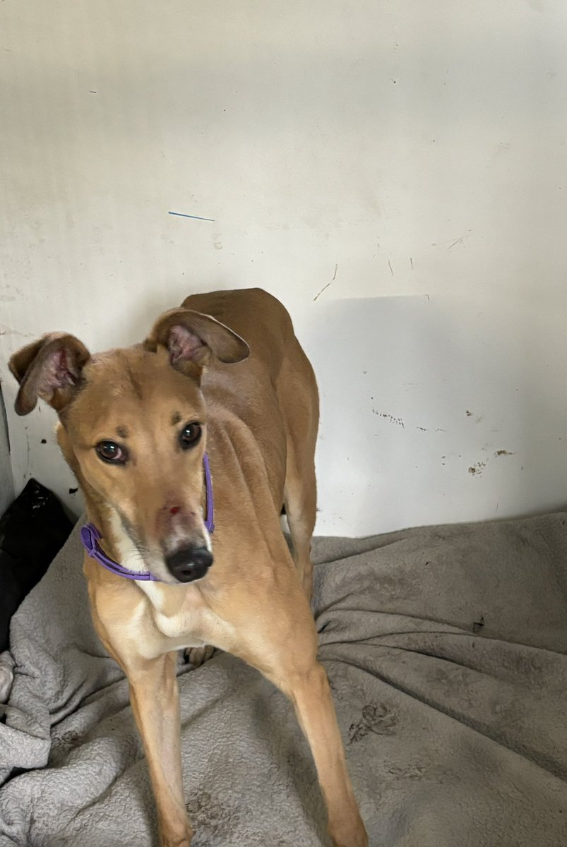 Apollo is looking for a family to join. This stunner is a little nervous initially but soon comes out of his shell and is a fun loving boy. Been great with other greyhounds and little reaction to other breeds.