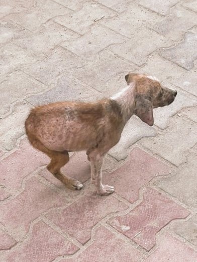 Pls help 🙏🏾 Nobody is helping this dog in Chintpurni, Himachal. I need someone in Hoshiarpur, Punjab (around 50 kms away from Chintpurni) to pick up this baby. @ritu123k @MowgliAid @navneet_AWCS @pfaindia @PetaIndia @vfanimals11