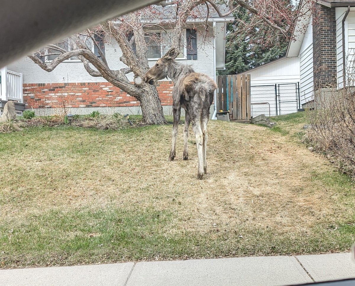 AlisonDewbury's tweet photo. Just local wildlife on my commute to work https://t.co/TyQEHUtXQr
