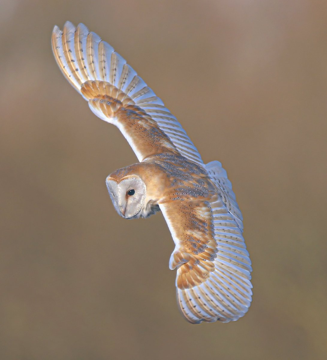 Tonight’s thread, birds in flight I’ll start with this Barn Owl 🦉
