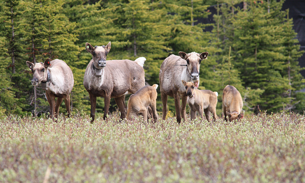 More southern mountain caribou roam Western Canada today than in previous decades. However, new research from Dr. @ClaytonTLamb finds that herd numbers are too fragile to sustain themselves without continued intervention: bit.ly/49UEh3k
