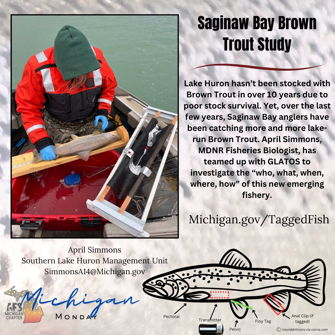 MichiganAFS's tweet photo. #MichiganMonday #MichiganAFS #BrownTrout #SaginawBay #MichiganDNR #AmericanFisheriesSociety #AcousticTelemetry @GLATOS_Fish @AmFisheriesSoc https://t.co/FRoy4qBzFr