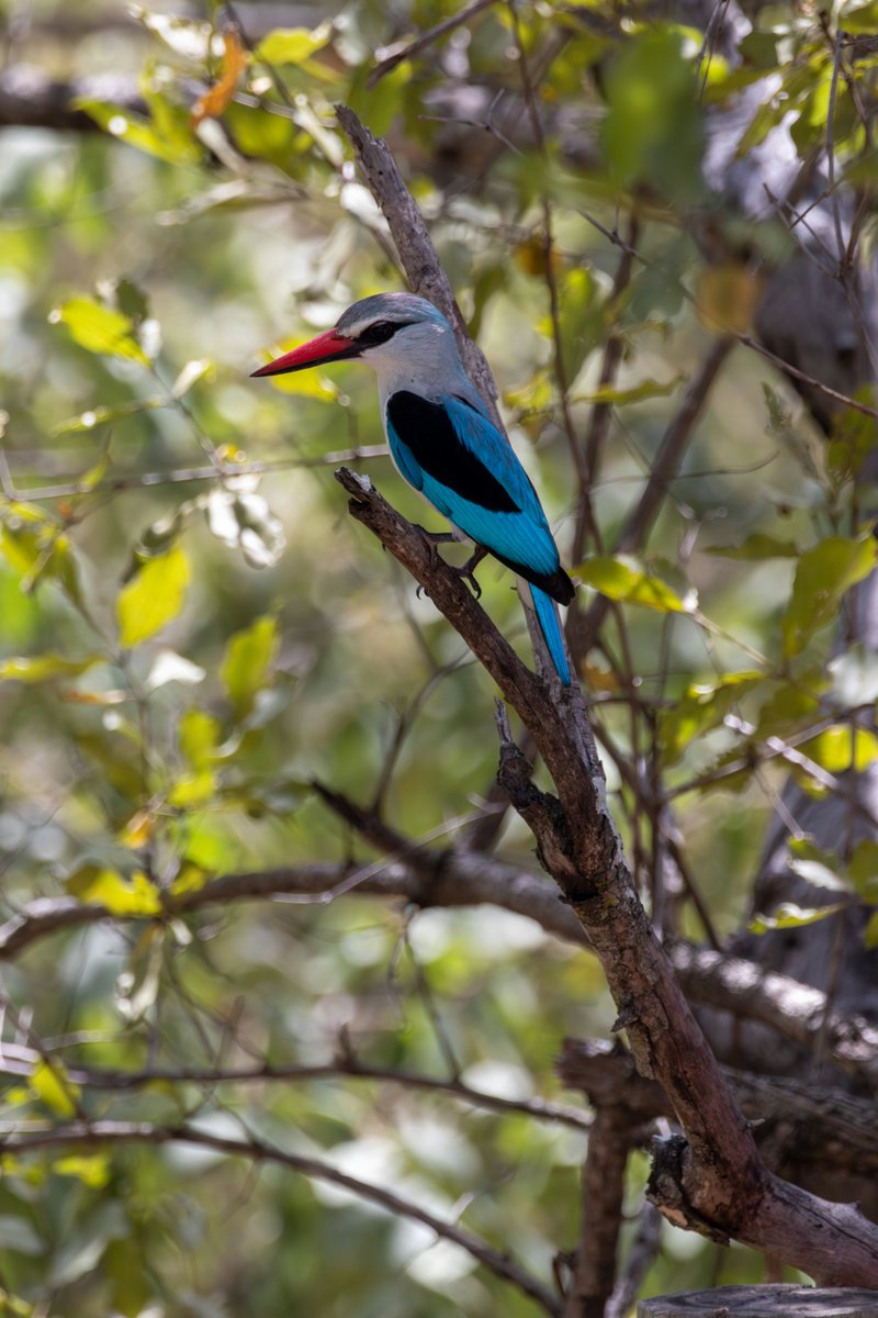Check out this beautiful Woodland Kingfisher perched on a branch!  These vibrantly colored birds are found in parts of Africa and Asia.  #kingfisher #birdsofprey #SouthAfrica 🇿🇦