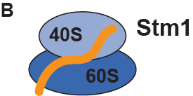 Growth is directly linked to ribosome abundance: nutrients promote ribosome biogenesis, while starvation reduces the demand for new ribosomes. Moreover, a pool of ribosomes is maintained dormant by Stm1 until nutrients are replenished. Does Stm1 regulate ribosome homeostasis?