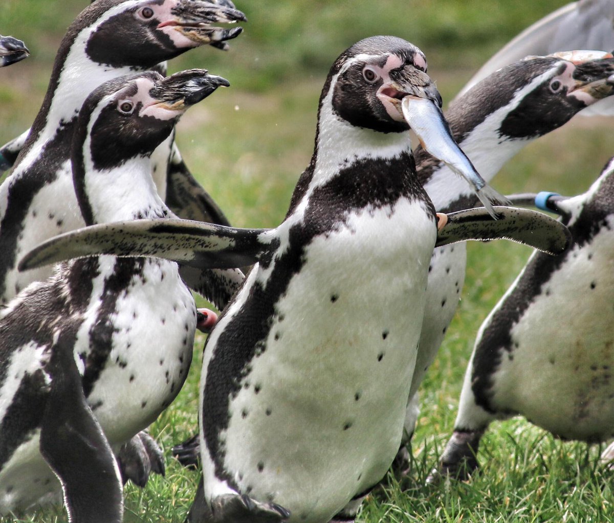 Our Penguin Parades are a great opportunity to see our fabulous flock of Humboldt Penguins on the move! Held at 12pm and 3pm make sure you don't miss out 🐧🐟🐧 📸: Ian Tog #SupportingConservation #WelshMountainZoo #NationalZooOfWales #Eryri360 #NorthWales #penguins