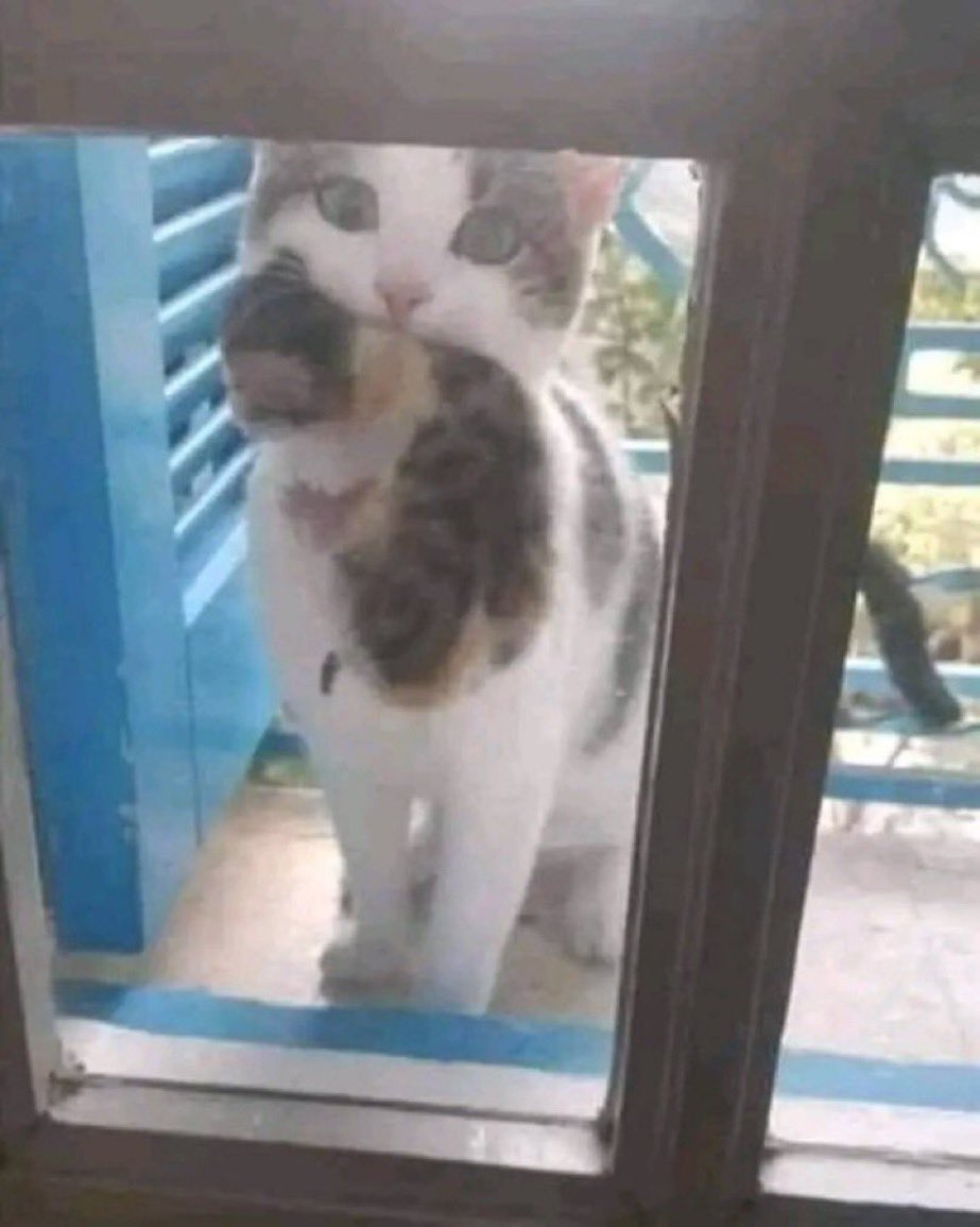 feelgoodtale's tweet photo. @CollinRugg Touching story : The owner of the photo says, "That cat was pregnant and I put food for her every day, She disappeared for a week and today she came to show me her daughter💖" https://t.co/ivJf56Ujgt