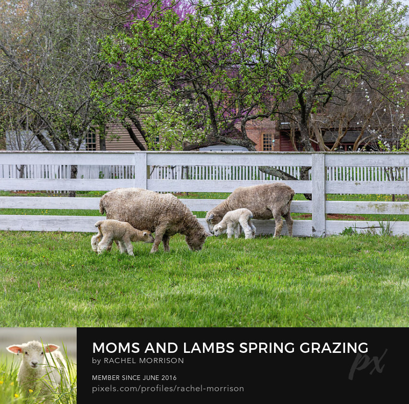 Moms and Lambs Spring Grazing rachelsfineartphotography.com/featured/moms-… #sheep #nature #Virginia #ColonialWilliamsburg #photography #wallart