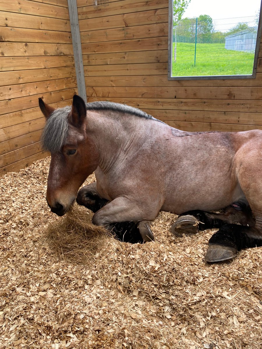 PH Berkeley is having a well deserved early night and bedtime snack after he had a busy shift in Hesters Way with PH Prestbury where they identified a vehicle for driving in an unsafe manner past them and then helped locate it. The motor vehicle turned out to be stolen