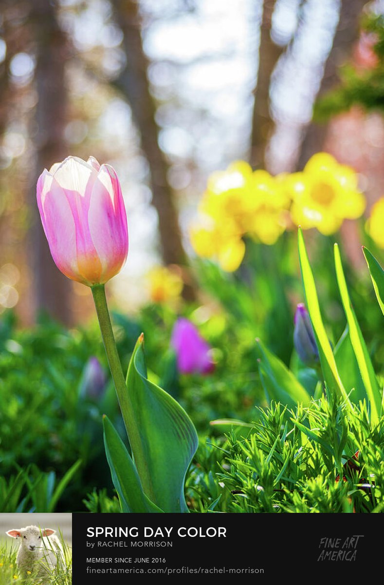 Spring Day Color rachelsfineartphotography.com/featured/sprin… #tulip #photpgraphy #art #nature #print