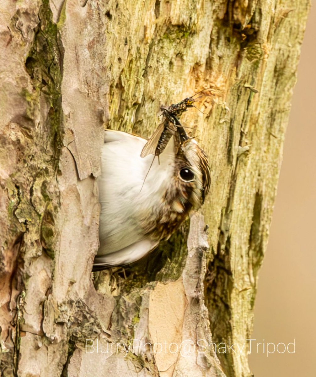 Treecreeper with lunch for its mate half-in/out of the nest sited behind bark of this decaying tree. #Weardale #NorthPennines
@NorthPenninesNL @NENature_ @_BTO @durhamwildlife @LivingUplands @Chrysal08959925