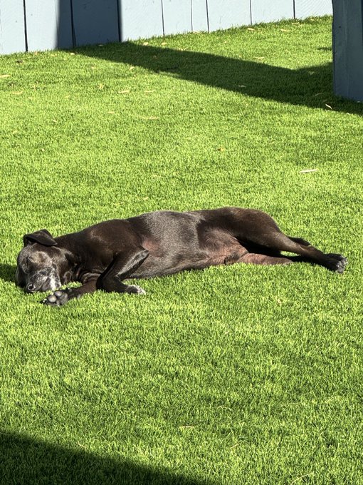 My old man… such a cutie. Pork pie ? https://t.co/xFHVvgam9i