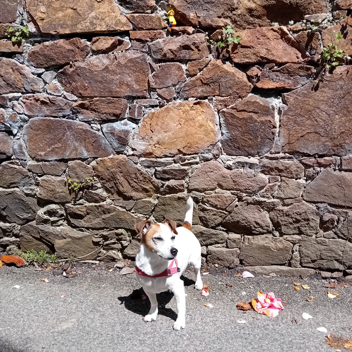 Took Lilly to the beach today & found little things in the walls on our walk!! Cool toy wall in hidden Gorey.. @TheOnlyGuru @suedelacour @MiloShropshire @StrontiumCat @AndreaLeSaint2 @AndreaLeSaint2 @redteamJSY #terriers #sunshine #Mondayvibes