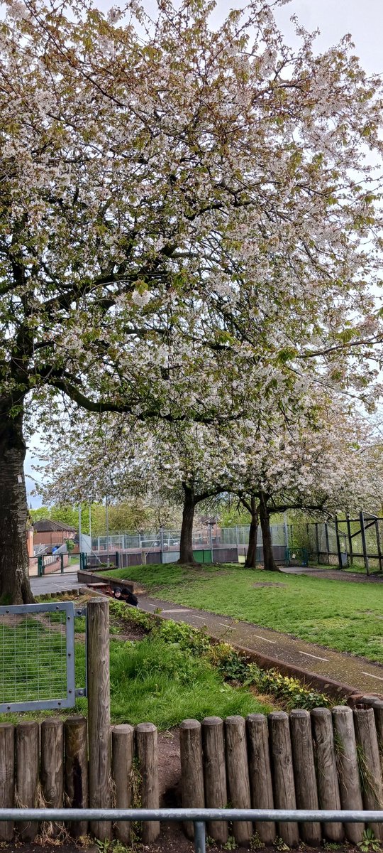 Our beautiful cherry blossom trees #SpringVibes #summeriscoming 🌸