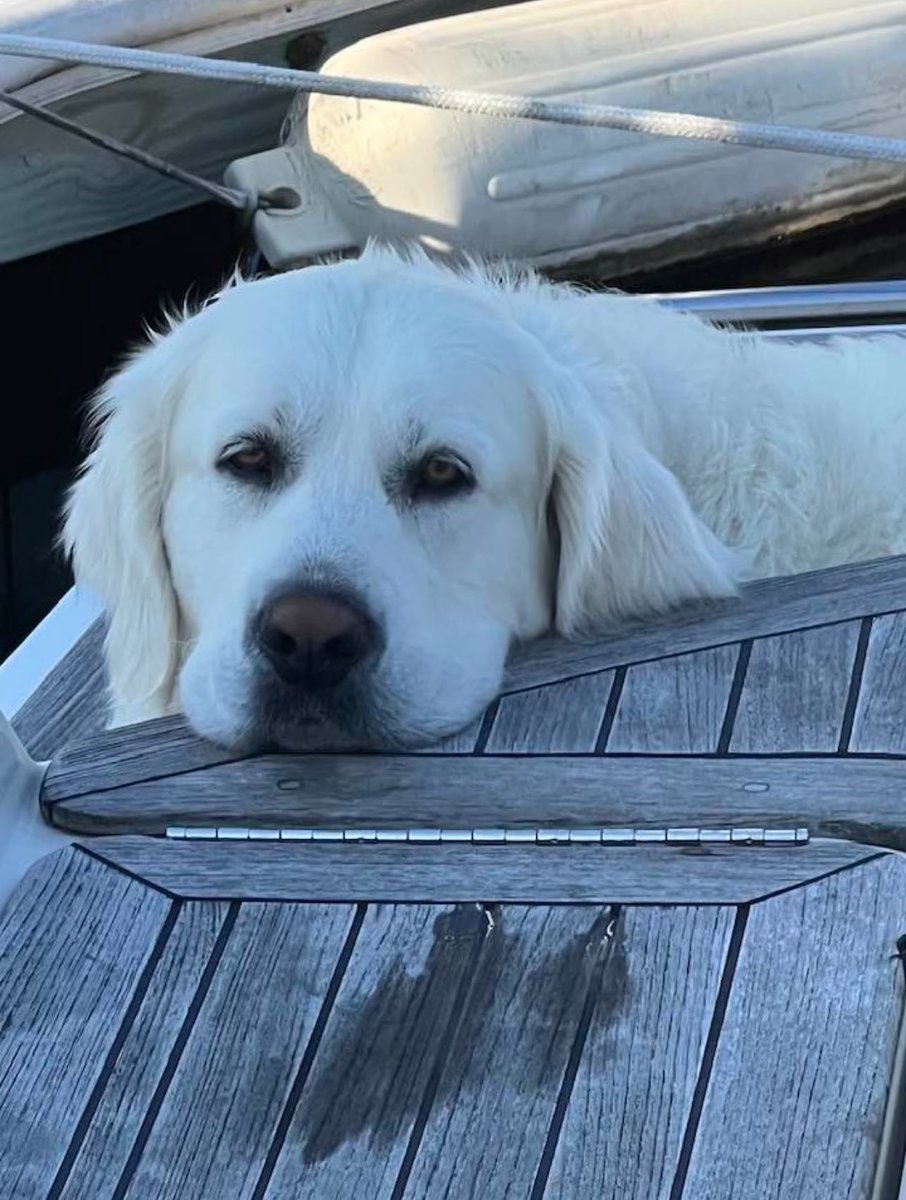 generationsosus's tweet image. Who do you turn to when you’re feeling low? 

We all need one friend we can turn to.

Meet Koda, the official mascot of Generation S.O.S. &amp;amp; best buddy of our CEO, @Jim_GenSOS 

“It’s impossible to express my gratitude for his love &amp;amp; companionship. No matter how messy life gets…