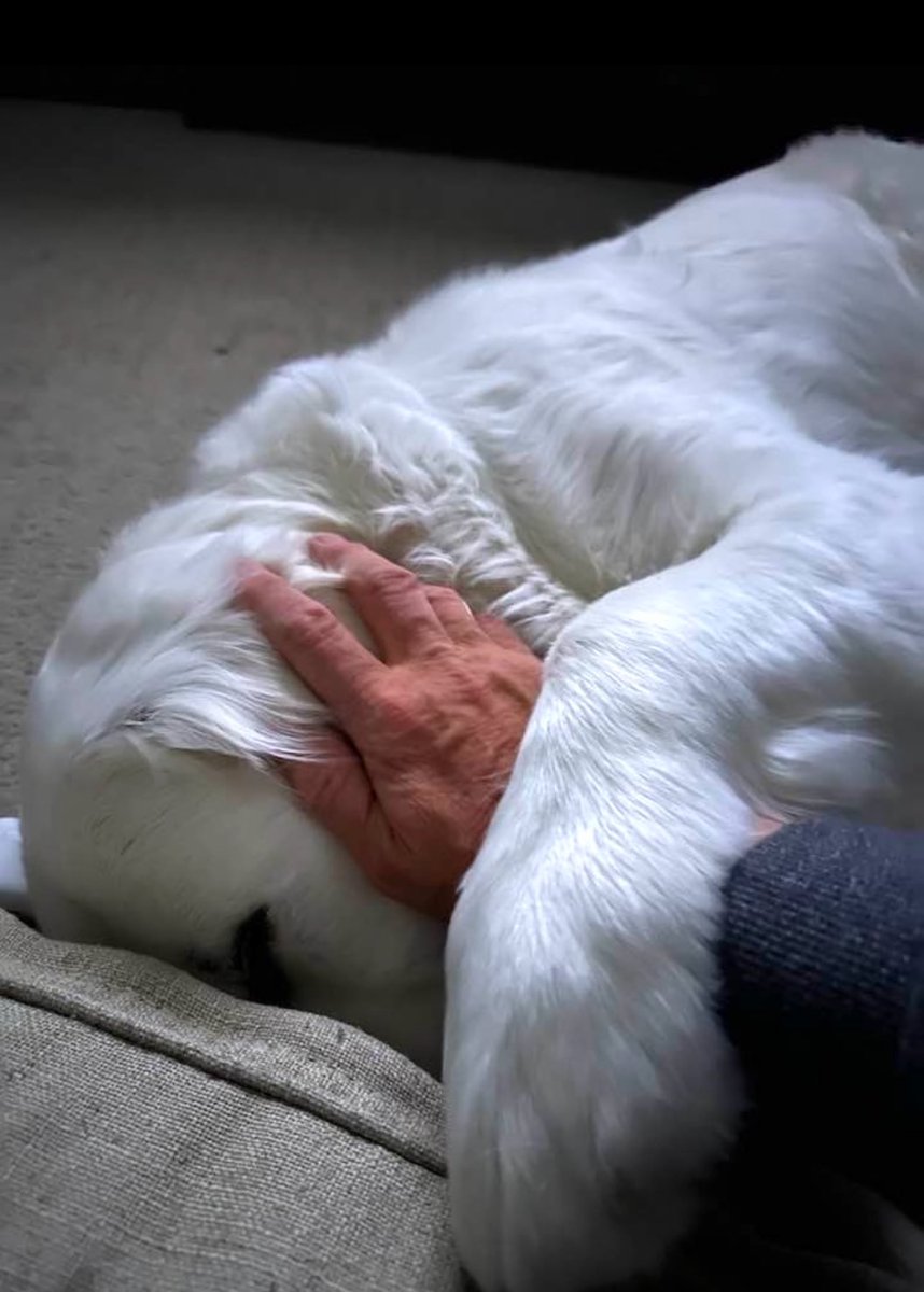 generationsosus's tweet image. Who do you turn to when you’re feeling low? 

We all need one friend we can turn to.

Meet Koda, the official mascot of Generation S.O.S. &amp;amp; best buddy of our CEO, @Jim_GenSOS 

“It’s impossible to express my gratitude for his love &amp;amp; companionship. No matter how messy life gets…