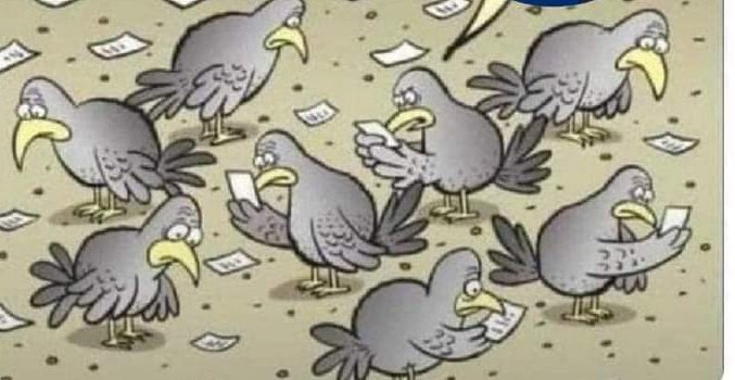 بجلی کے کھمبوں اور تاروں پر بیٹھنے کا بل  😂😂😂