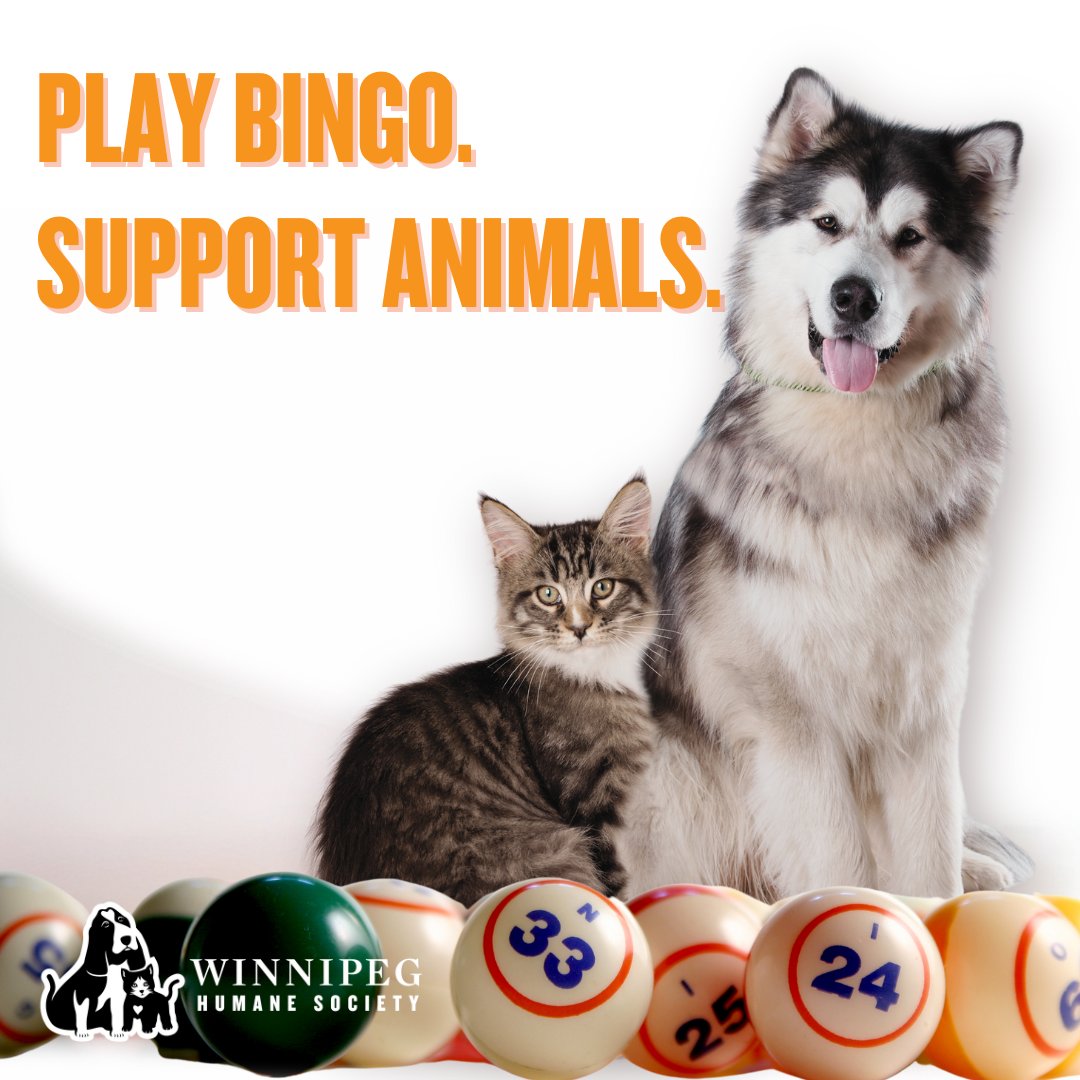 You can still get in on Bingo to support WHS! Head to kinsmenjackpotbingo.com/ref/Winnipeg+H… and purchase your @kinsmenjackpotbingo tickets before the end of the month and help support animals in your community. 😺🐶🧡💜