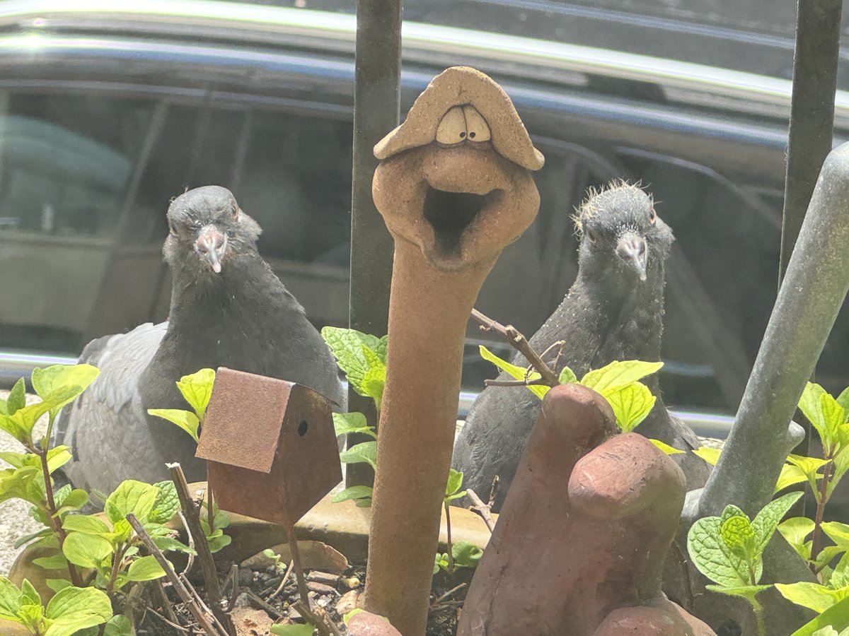 BodyLogos's tweet image. I just published: My Pigeon Babies have Flown the Coup. 
A story about how Nature helps us Heal.
Check out the PICTURE STORY! It’s amazing!
#mindbody #healing #nature #need #relationship 
link.medium.com/0Z3gMZS9bJb