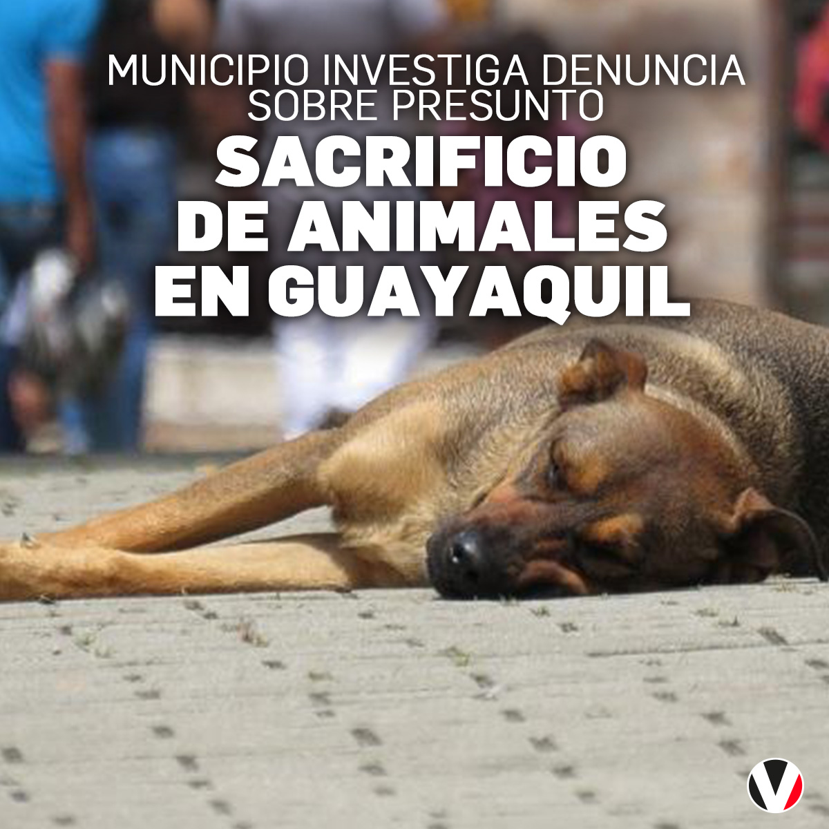 El Municipio de #Guayaquil ha tomado acción ante la denuncia de un presunto caso de sacrificio de animales, en una vivienda ubicada en el sector Kennedy. Esto se ha informado: bit.ly/3JF3uEp
