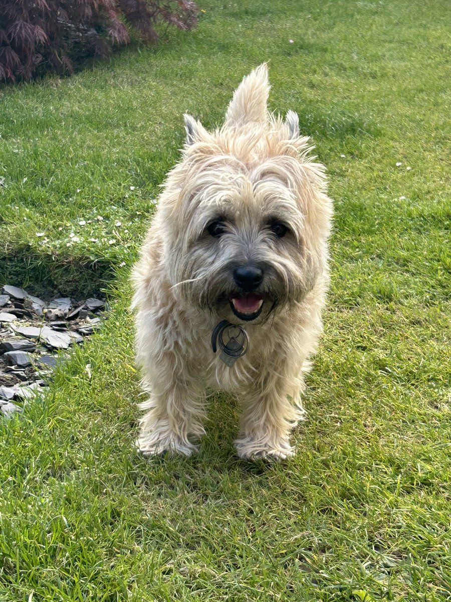 Pals Auntie Scamps has come to play with me 😍🐶🐶🐾 #cairnterrier