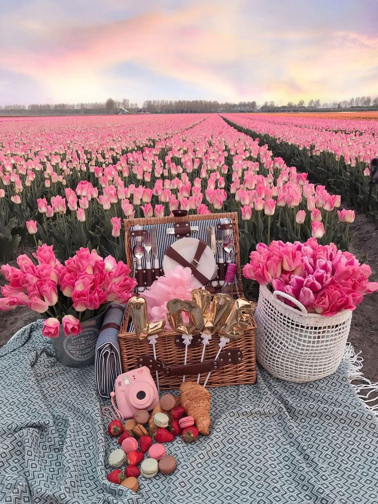 pink tulip field