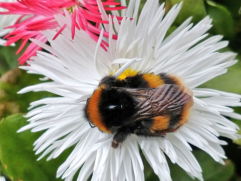 QP a photo of something white ✨🤍 + #bee