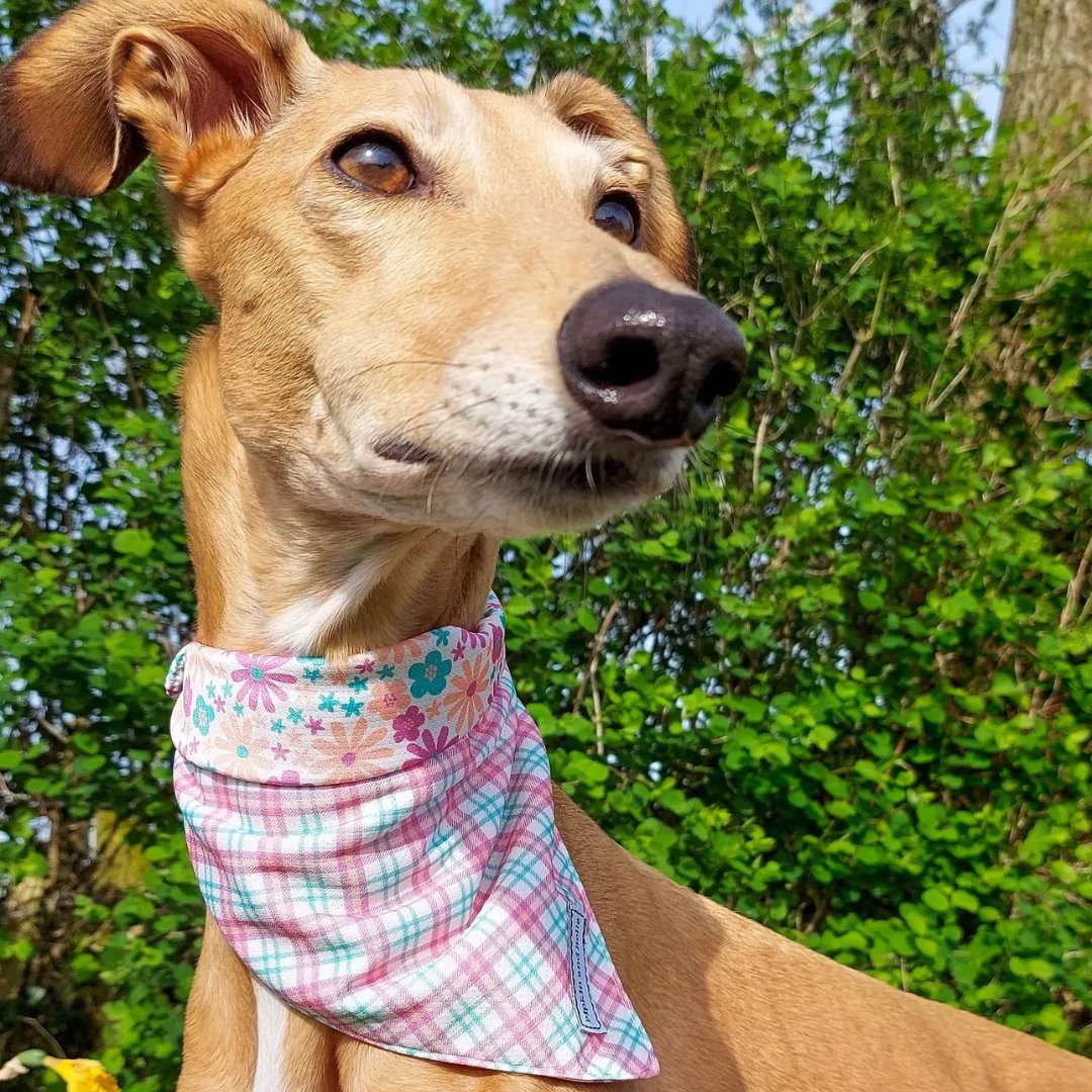 💗Margo looking summer ready in her Aurora bandana, looking super cute💗

#PipkinAndBella #PetBoutique #ForDogsAndCats #DogBandana #DogAccessories #AuroraDesign