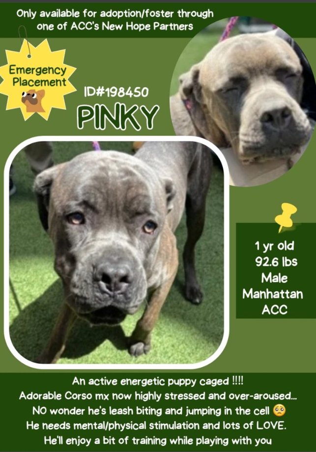 Pinky💔😭 #NYCACC #198450 New Intake newhope.shelterbuddy.com/Animal/Profile… Immediately Kill Listed🔥 Just a #puppy He tries so hard but he is scared Bites his leash from anxiety & excitement Just needs a strong human, good routine & lots of exercise #RescueMe #FosterMe #Pledges will help