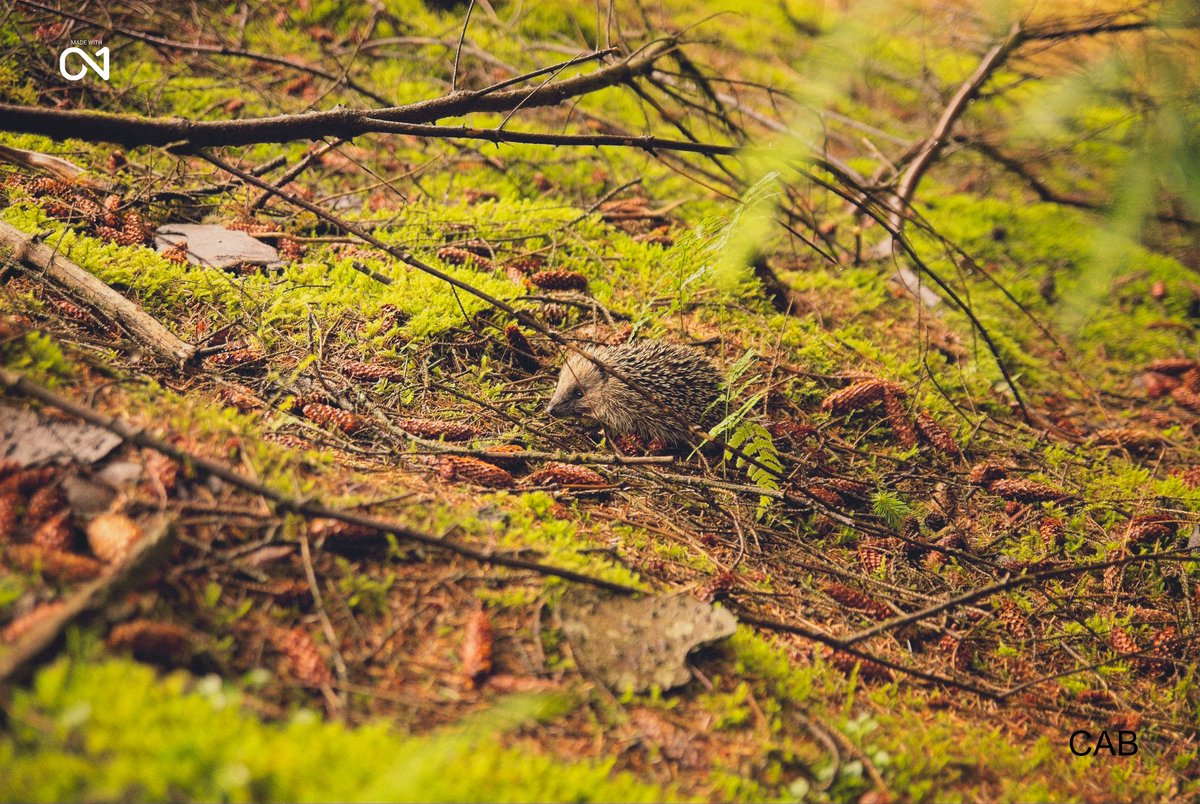 #hedgehog minding its own business in #whinlatterforest #photography #photographer #photoeveryday #naturephotography #wildlifephotography #wildlife #photographylovers #photographers #photographyeveryday