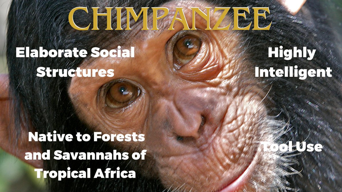 Today, we're celebrating one of our closest relatives in the animal kingdom: CHIMPANZEES! Native to the forests and savannahs of tropical Africa, chimpanzees are highly intelligent, social animals known for their complex behaviors and intricate social structures. SHARE 🔄🐵🌍