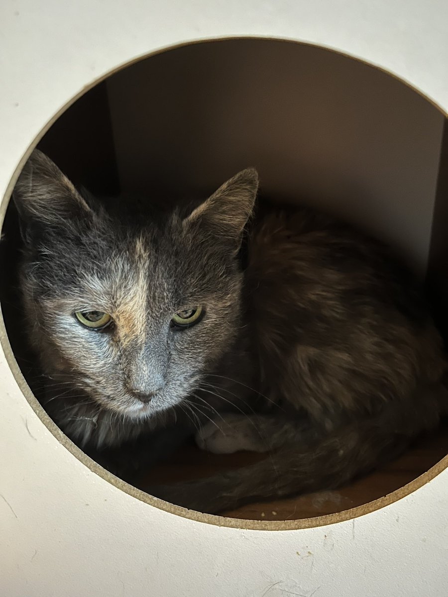 Our most shy girl Tori is still having some lingering infection in her mouth. She is going back to the vet on Wednesday to see what else we can do for her— she may need a strong course of antibiotics, steroids, or she may need an additional surgery.