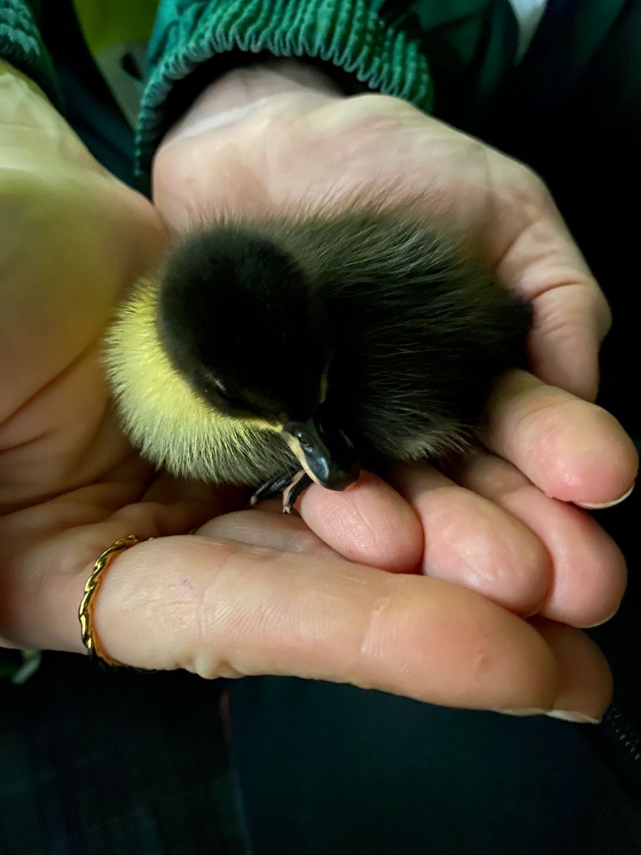 Wees
in binnentuin met katten
een robbetje soebatten
is niet echt een goed plan
redden is ons pakkie an
het lukte wonderwel
naar je matties en snel
niet meer in je alleentje
lief, zacht babyeendje
#Goedemorgen 
#Vrijwilligers #Dierenambulance #Amsterdam