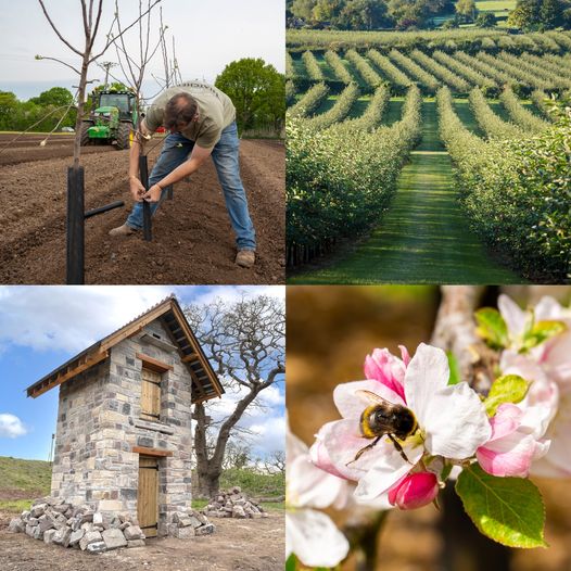 We love our trees ❤🍎❤ 🌳156,000 planted since 2010 🚜 3 years spent regeneratively farming the soil 🍏13,000 trees to be planted in the next year 🐝5 star hotel for wildlife built