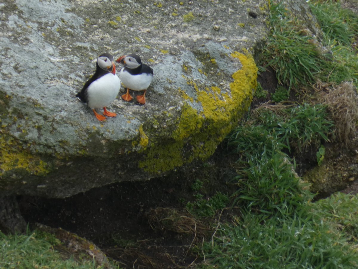 I am very privileged to say that part of my job is to watch Puffins! For the past couple of weeks, and throughout the season, myself and the seabird assistant will be keeping an eye on these charismatic birds and their breeding successes here on Lundy. @lundybirds