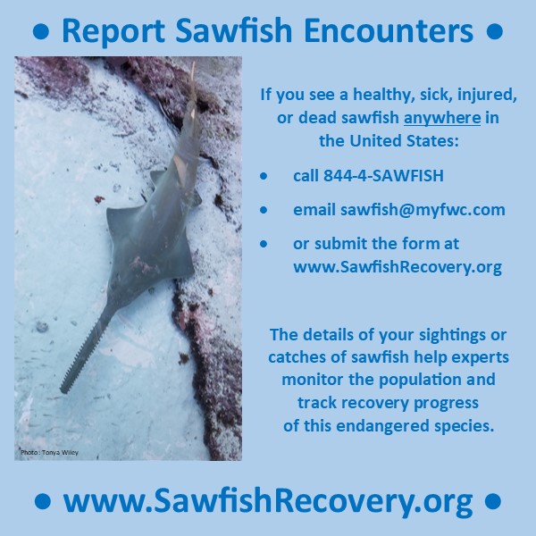 Help endangered smalltooth #sawfish!