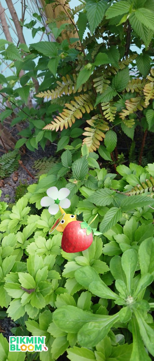 お花は無いけど、なんか雰囲気で🌿

#ピクミンブルーム
#PikminAR 
#EarthDay_PB