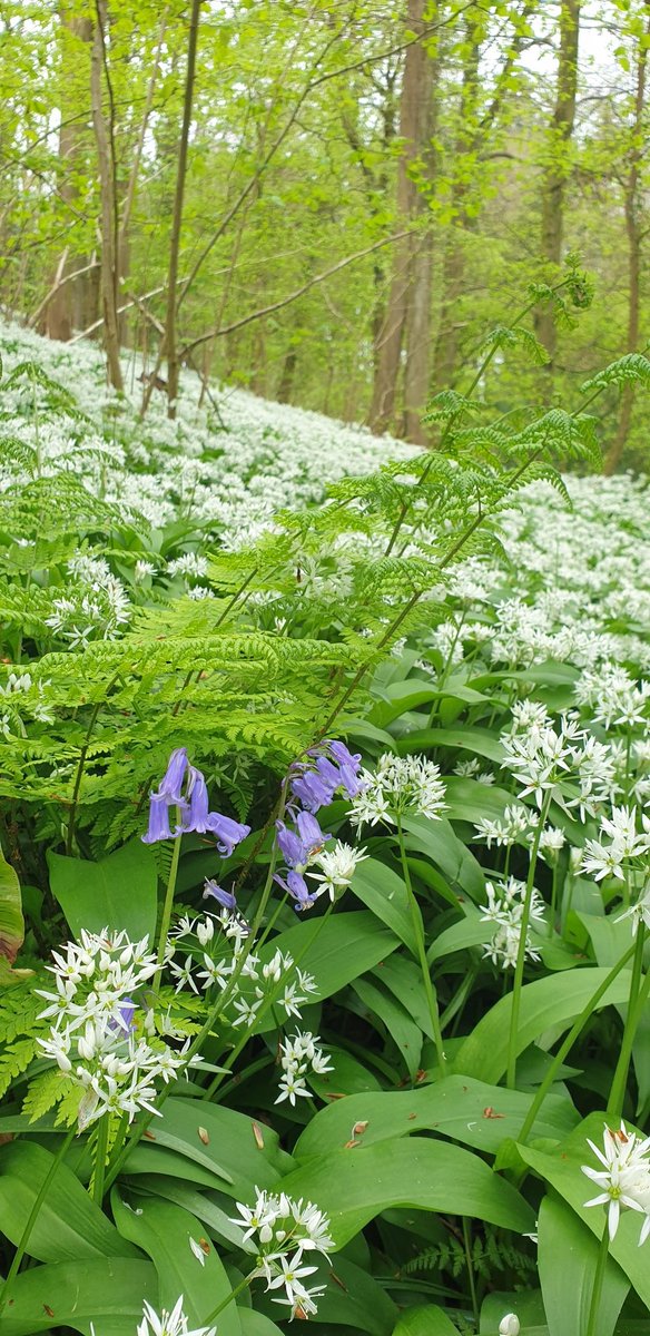 A lone bluebell surrounded by a wild garlic army. I do hope it won't be held to ramsons.