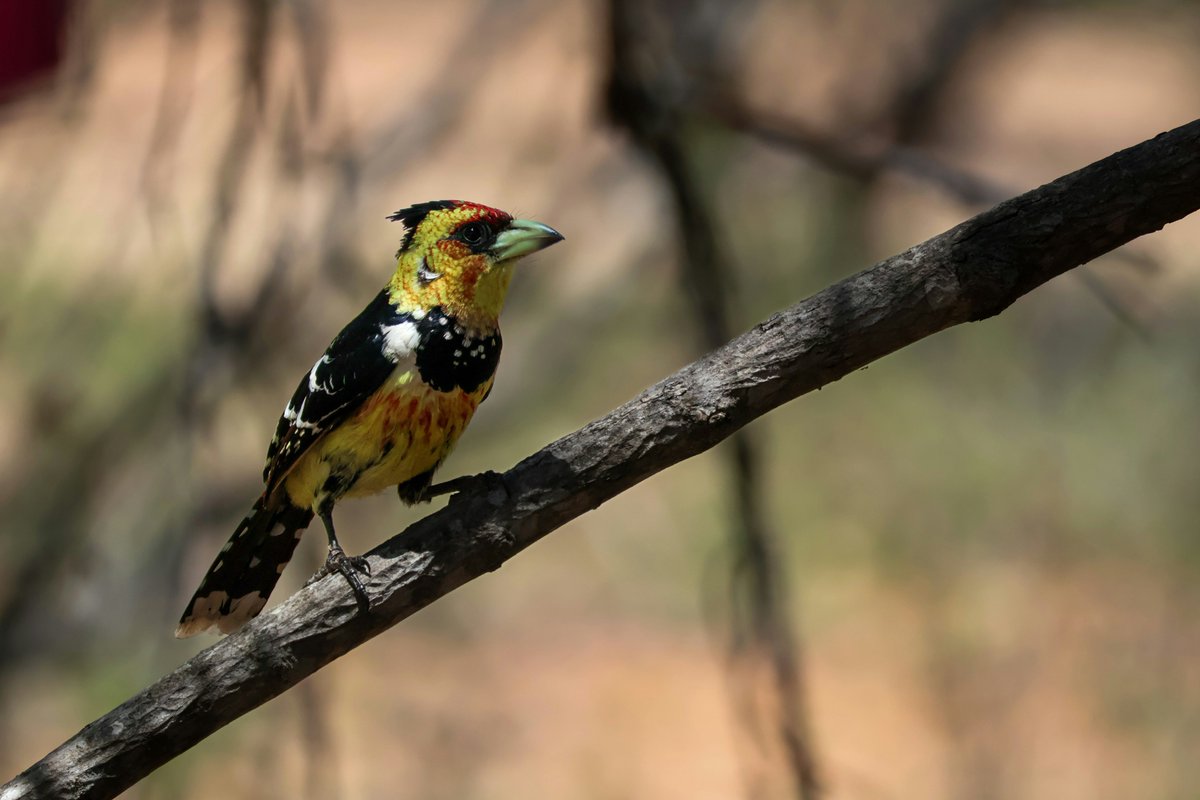 A beautiful Crested Barbet perched on a branch!  

These brightly colored birds are found in parts of Africa and Asia.

#nature #birds #wildlife