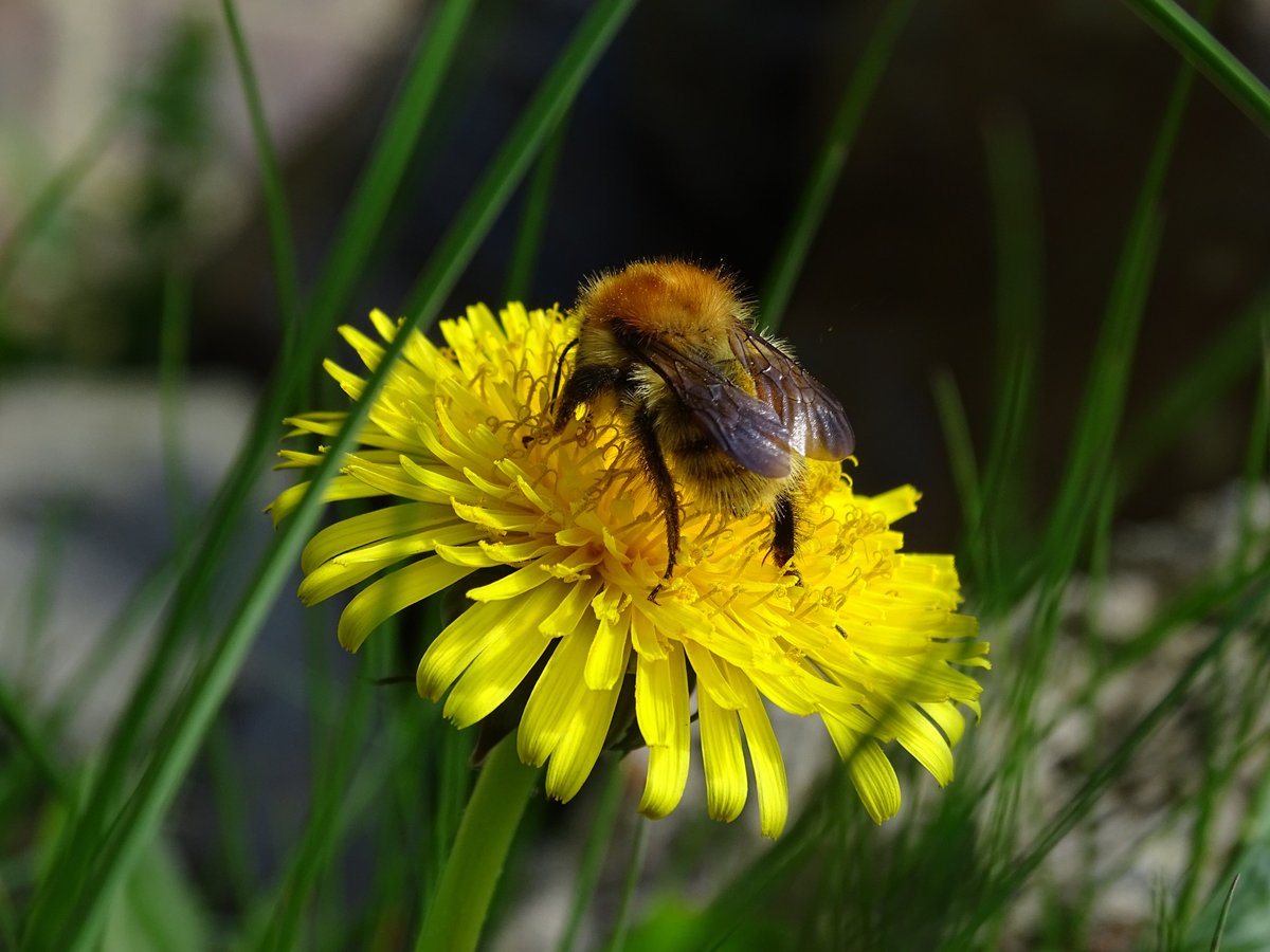 To dandelions everywhere, I want to issue a very public apology for missing #InternationalDayoftheDandelion yesterday. I’m SO sorry! This is not a reflection of my feelings for you. I love you dearly & continue to sing your praises. Forgive me. Wildflowers, not weeds 🌼💛