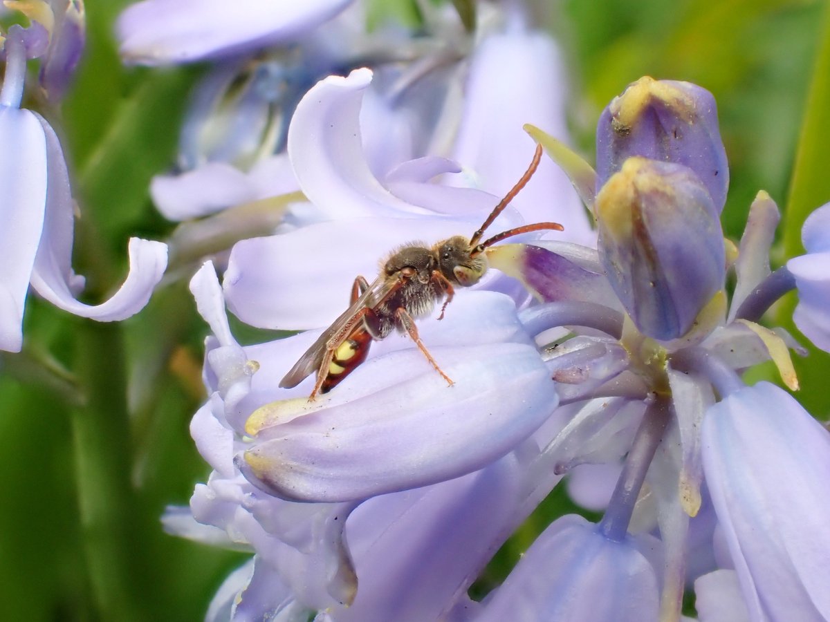 @StevenFalk1 @JWentomologist @bwars2000 @PoMScheme @BumblebeeTrust @olds_liam @HantsIWWildlife @Buzz_dont_tweet Thanks as always Steven and I know this is a reach but is it possible that this could be Nomada hirtipes which was literally photographed on the Bluebells behind the Andrena.