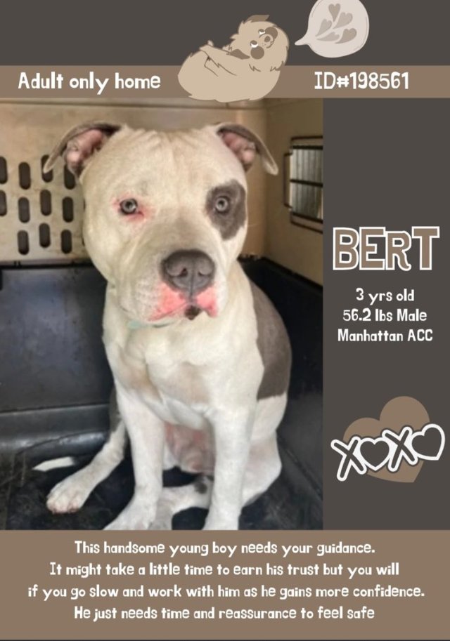 Bert💔 New Intake #NYCACC #198561 nycacc.app/#/browse/198561 #AdoptMe #RescueMe Bert is shy & does not want to come out of his crate Smart boy like to observe a situation before moving in Slow intros but a heart of gold Hoping he is paired w/ a volunteer Build some confidence