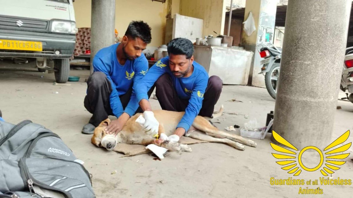 GuardiansVoice's tweet photo. Sweetheart Olie needs your help !

Complete story and video (Facebook):

https://t.co/s6tz9BhH5G

Complete story and video (Instagram):

https://t.co/2nXO4ASn2F https://t.co/xszJQ2b0ZN