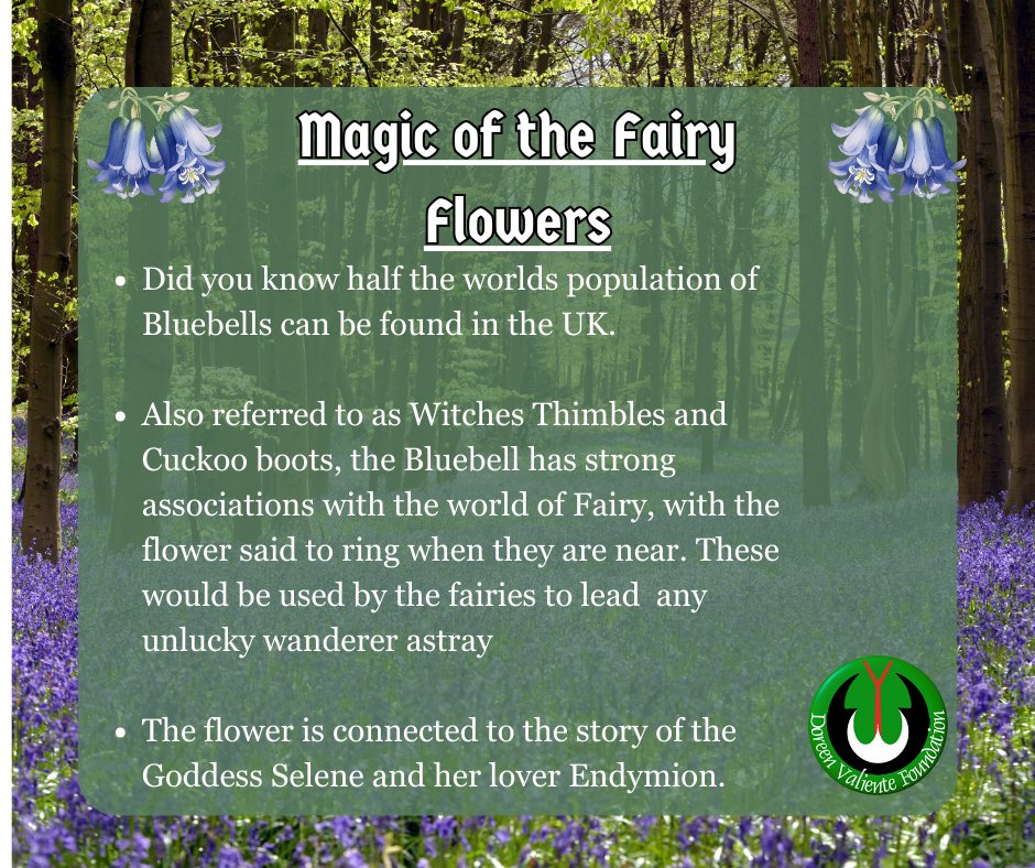 patreon.com/posts/bluebell… 
#witch #witchcraft #witches #pagan #traditionalwitch #folkwitch #traditionalwitchcraft #wicca #paganism #witchcommunity #witchlore  #folklore #magic #magical #spellcraft #spell #ritual #esoteric #Coven #Beltane #MayDay #Motherofmodernwitchcraft