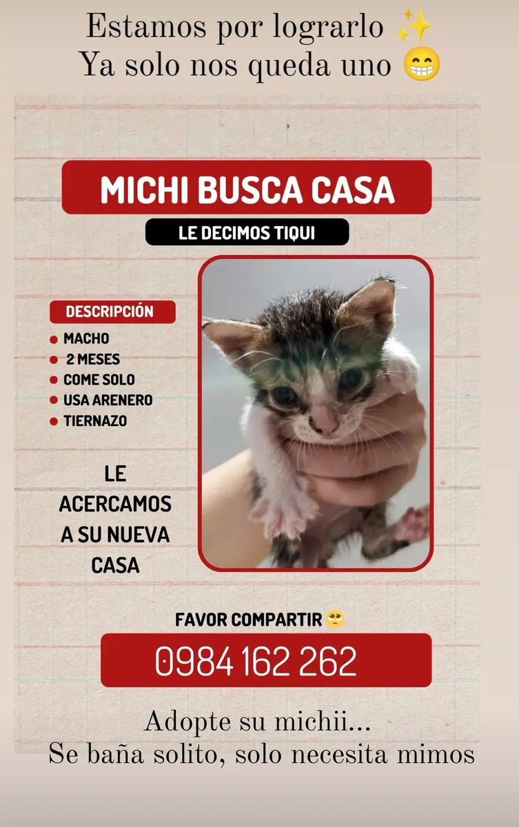 lupalo88's tweet photo. AYUDA PORFA! 
Este hermoso michi esta en adopción!
Esta desparasitado, y ya come solito. Es demasiado tierno y mimoso. 
Favor compartir. 🥰 https://t.co/DppT4QfN3v