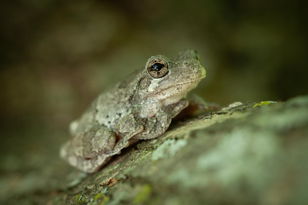 The Cope’s gray treefrog plays a vital role in forest and wetland ecosystems of Nebraska.

Read more: brnw.ch/21wJi5p

📷: Doug Carroll
📝: Monica Macoubrie, Wildlife Education Specialist