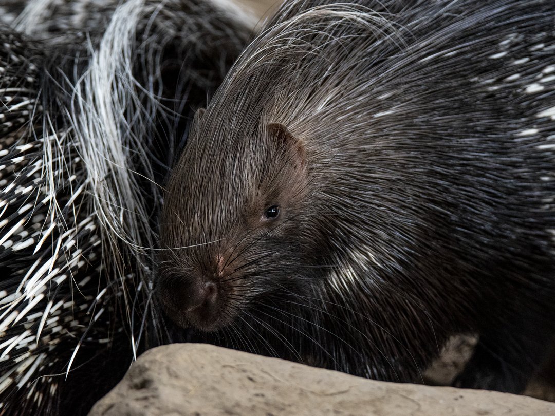 Quill you join us in saying bon voyage to someone in the African Savannah? 🦔 Male African crested porcupine 'Rocco' will be moving to another accredited zoo as part of a Species Survival Plan (SSP) recommendation! 💕 Join us in wishing Rocco well on his adventure! #YourZooYYC